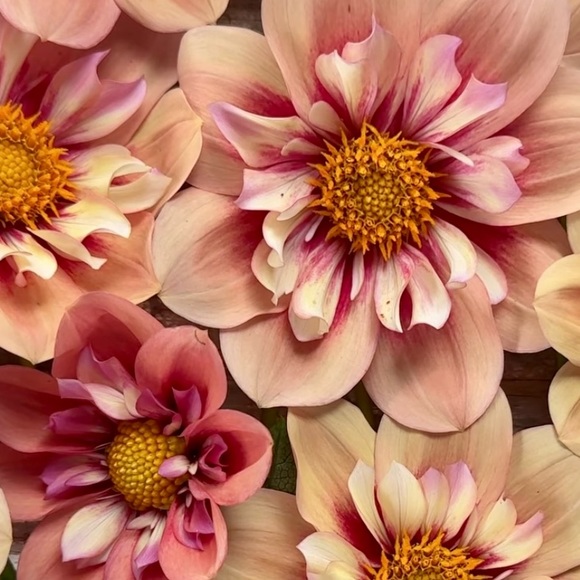 Meet your Posher, April - Picture 1 of 2